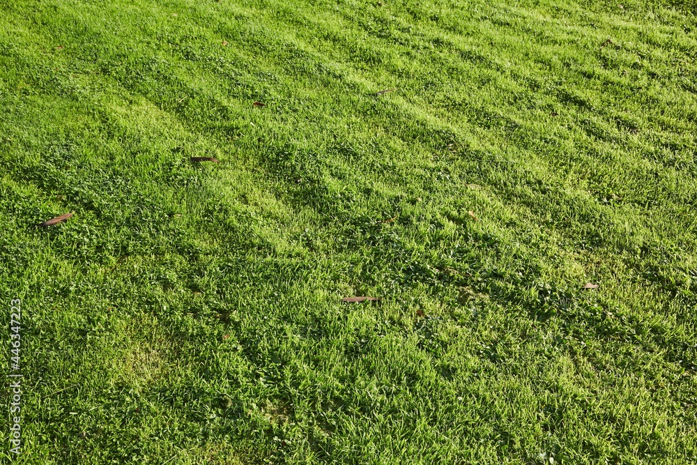 Green Grass cut short lawn Green Grass cut short lawn