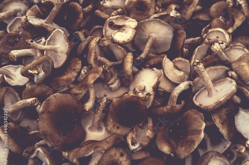 Organic Shiitake Mushrooms