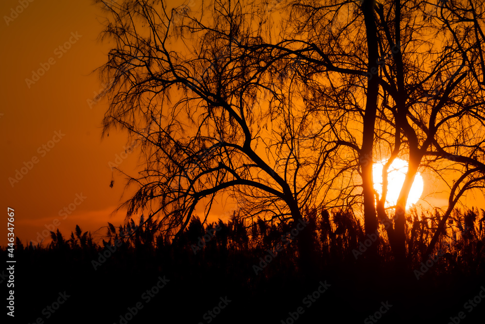 Naklejka premium Safari Sunrise 1