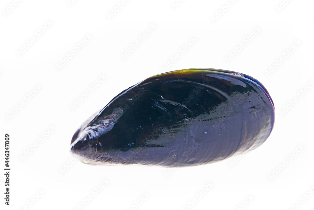 Mussels on a white background Mussels on a white background