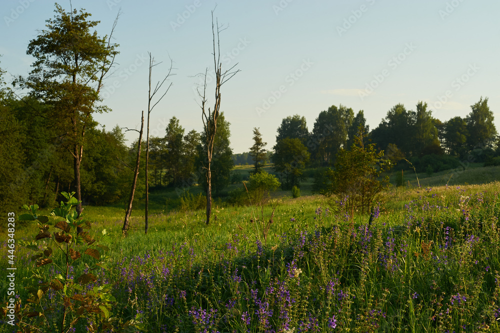 Fototapeta premium Blooming hill with dead trees