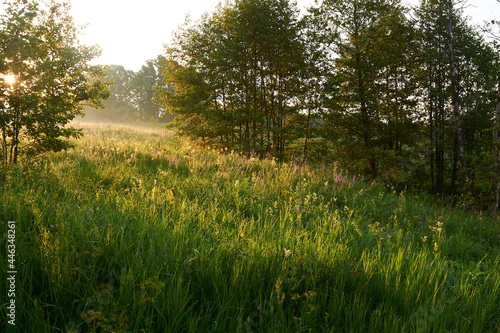 Green hill in summer sunbeams