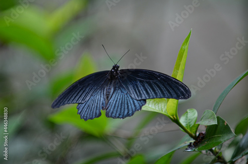 A butterfly perched on a leaf. Selection focus points. Blurred background © hmzphotostory