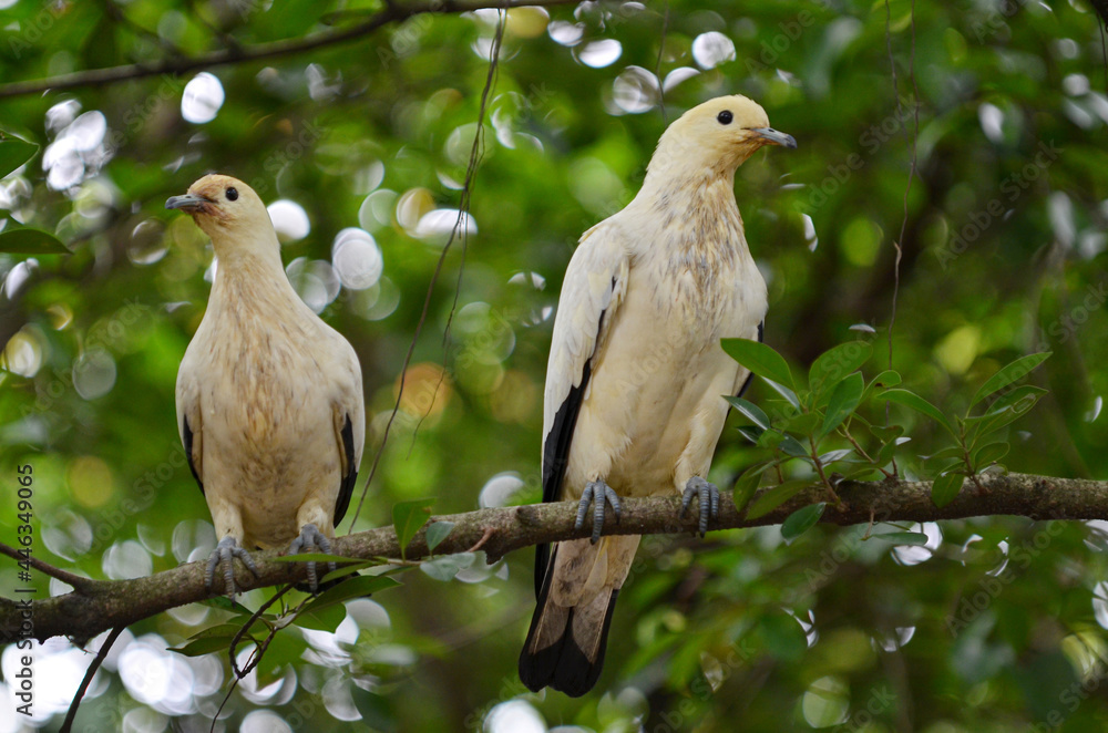 A pair of doves perched on branch. Selective focus points. Blurred background A pair of doves perched on branch. Selective focus points. Blurred background