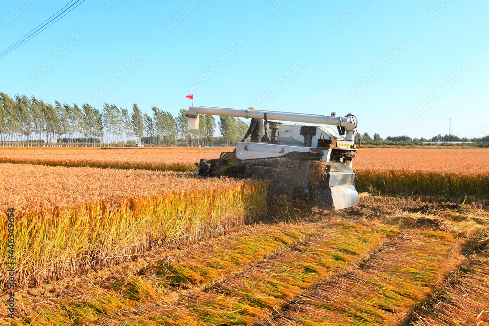 Fototapeta premium Harvester machine is harvesting rice