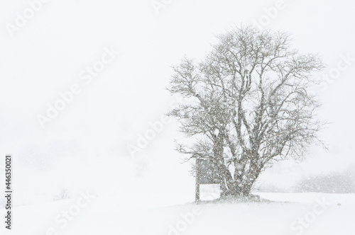 SnowStorm in LIZARRAGA NAVARRA