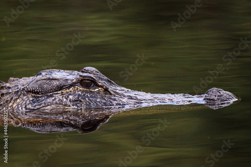American alligator Alligator mississippien submerged in a swamp in the Everglades