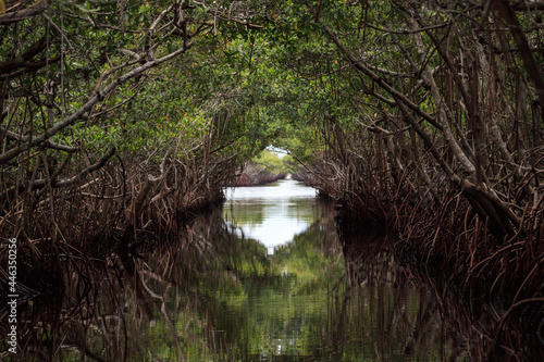 Riverway through mangrove trees in the swamp of the everglades