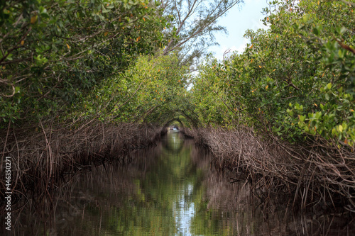 Riverway through mangrove trees in the swamp of the everglades