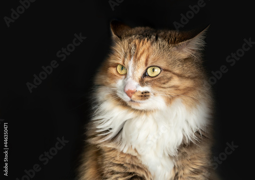 Cute cat with ears back on black background. Female fluffy orange and white kitty with yellow eyes. Ears rotated backwards with nervous, anxious or listening expression. Selective focus. © Petra Richli