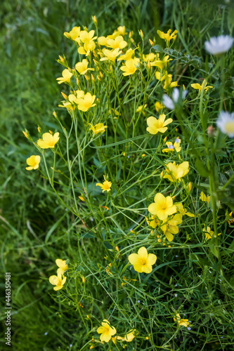 Linum flavum, flower fresh golden flax on field among summer medicinal plants. Growing in meadow or yellow flax during flowering period.