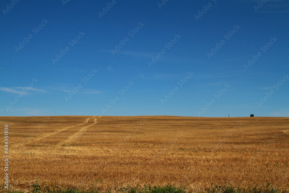 An Albertan field of dry grass with tire tracks running through it.  Taken on a bright, sunny, blue skied day. 
