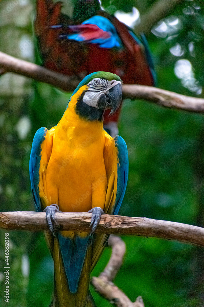 Papagayo Azul y Amarillo parado en una rama II Papagayo Azul y Amarillo parado en una rama II