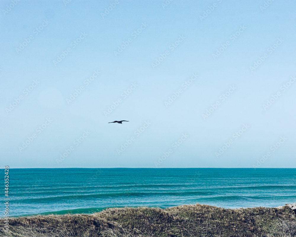 Fototapeta premium Ave volando sobre el mar