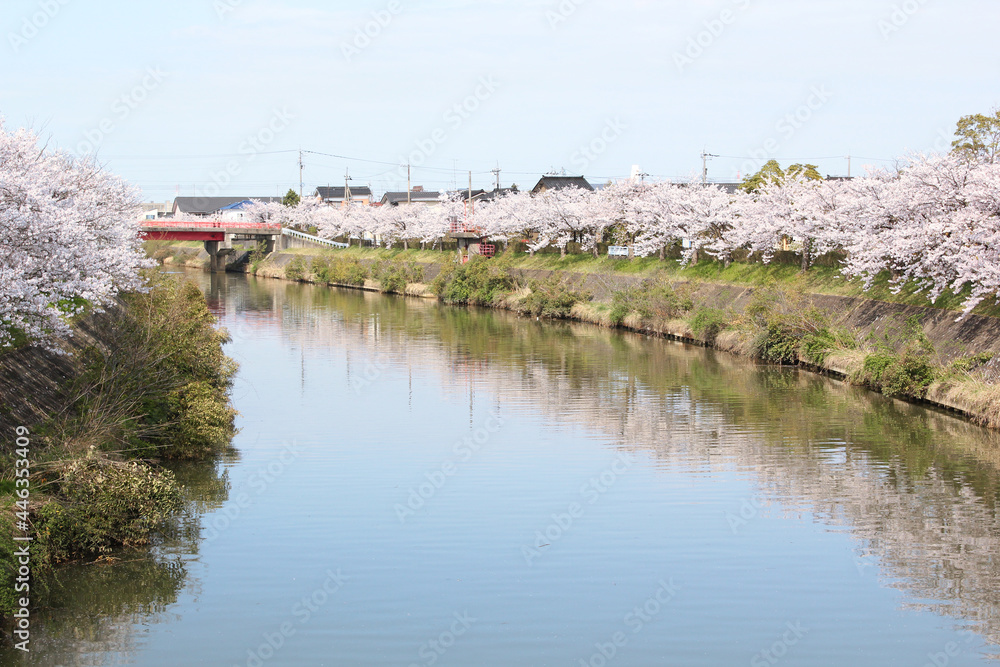 川沿いに並んで咲いた桜と水面の映り込み