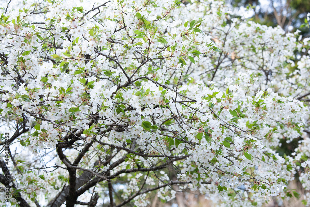 梨の花　南木曾　梨