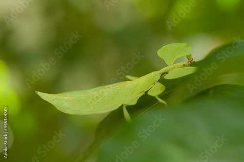 Green Leaf Mantis, Leaves Life