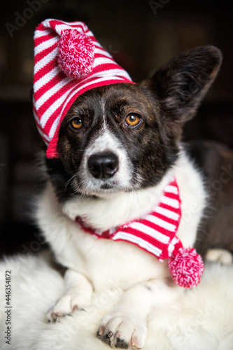 A cute cardigan welsh corgi dressed in a Christmas hat and scarf sitting on a white fluffy rug. 