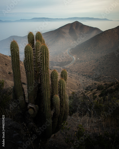 a cactus in the mountains with a road behind, mist and hot