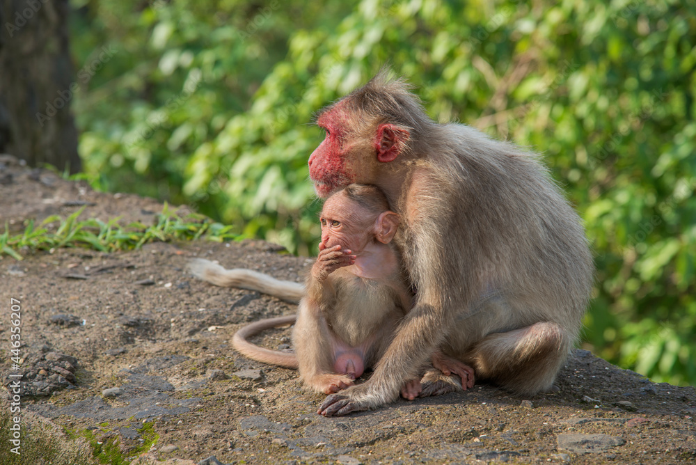 Mother and child monkey sitting on the wall Mother and child monkey sitting on the wall