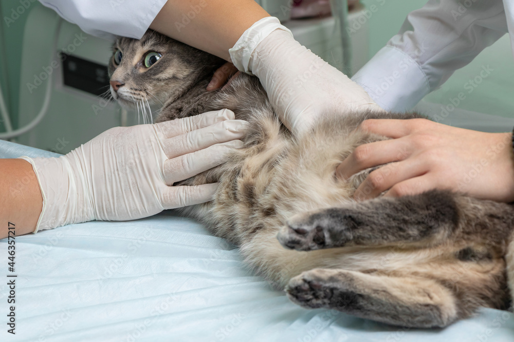 The veterinarian examines the abdominal cavity of the cat on the medical table. Reception at the veterinary clinic. soft focus The veterinarian examines the abdominal cavity of the cat on the medical table. Reception at the veterinary clinic. soft focus