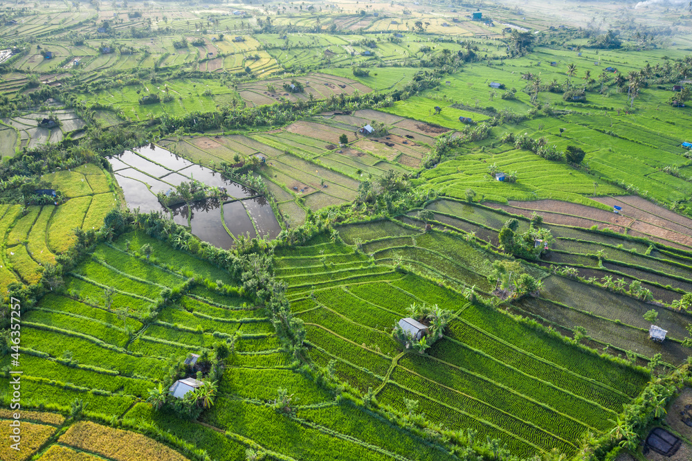 Aerial landscape view taken by drone of rice paddy fields in Bali and located near Amlapura in Karangasem province