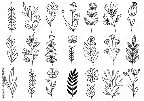 collection forest fern eucalyptus art foliage natural leaves herbs in line style. Decorative beauty elegant illustration for design hand drawn flower