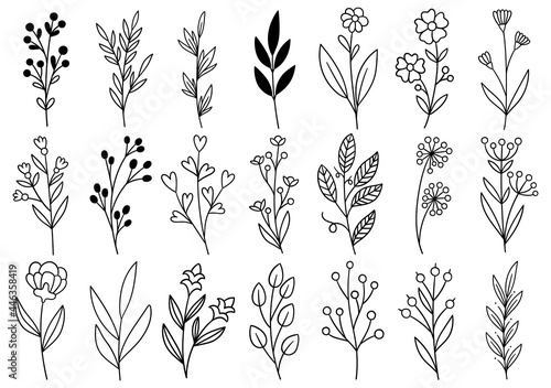 collection forest fern eucalyptus art foliage natural leaves herbs in line style. Decorative beauty elegant illustration for design hand drawn flower