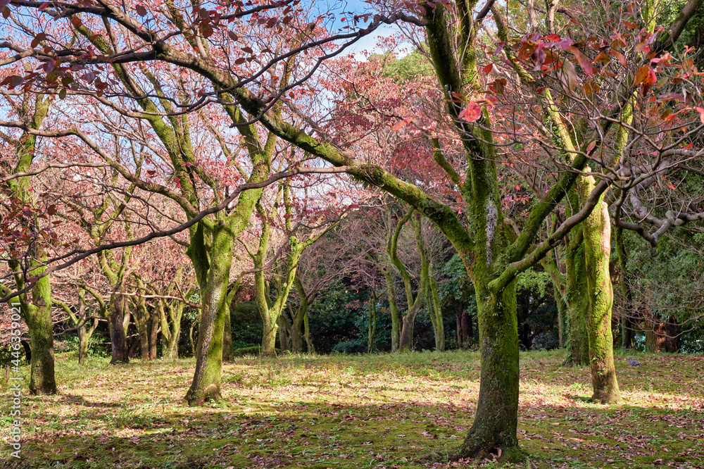 Mossy sakura trees in the Japanese autumn park. Tokyo. Japan