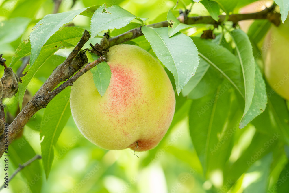 Orchard, sweet juicy fruit, honey peach.