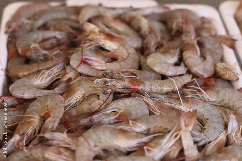 Camarão Fresco / Pescado Camarão Fresco / Pescado