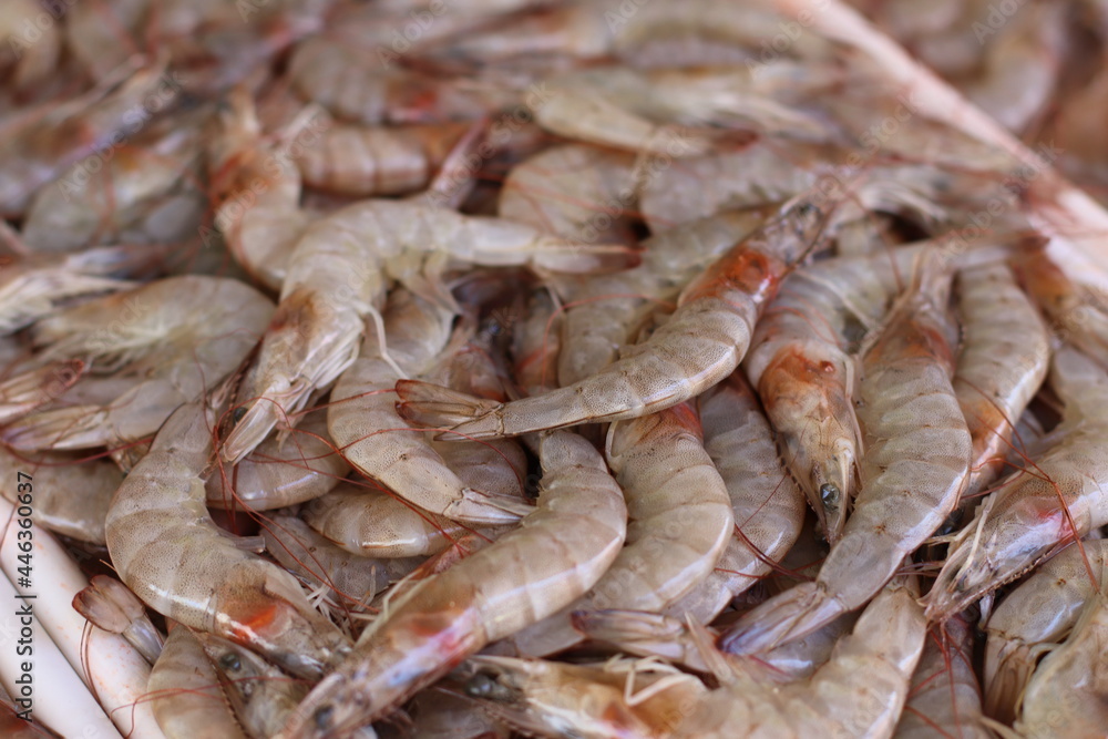 Camarão Fresco / Pescado Camarão Fresco / Pescado