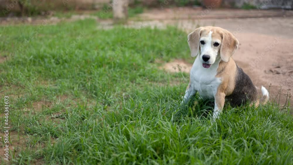 Beagle playing catching ball on the grass. Cute puppy fun in the outdoor garden. Dog and pets. Beagle playing catching ball on the grass. Cute puppy fun in the outdoor garden. Dog and pets.