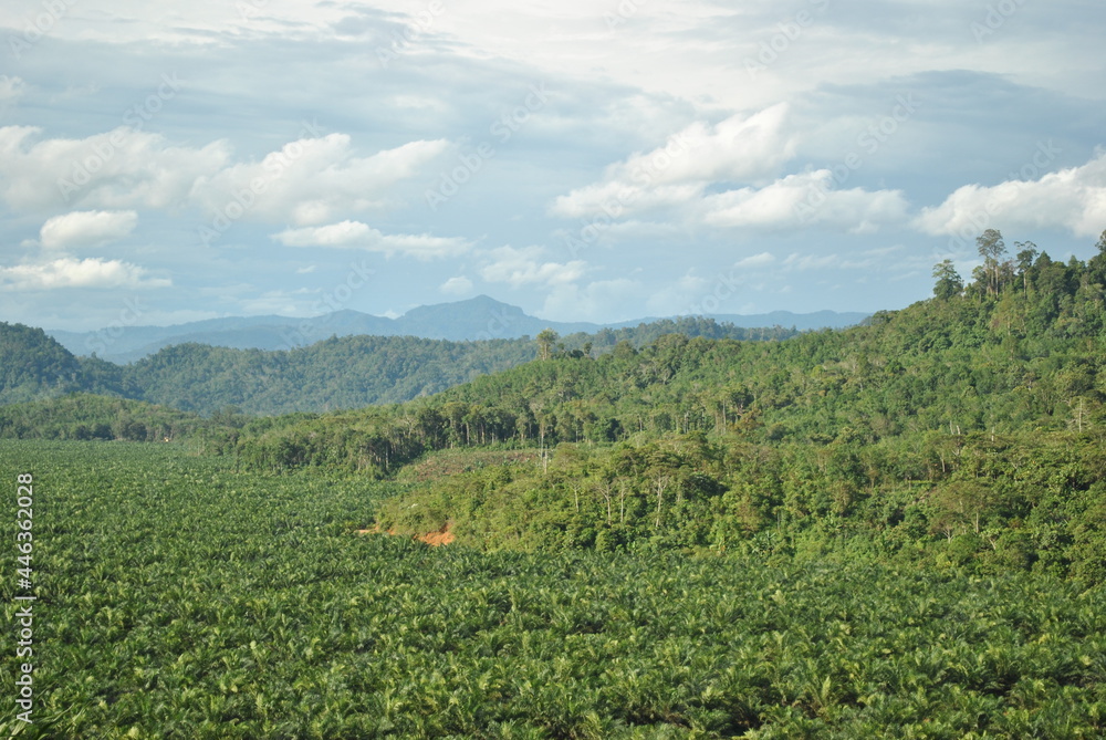 Palm Oil and Forest