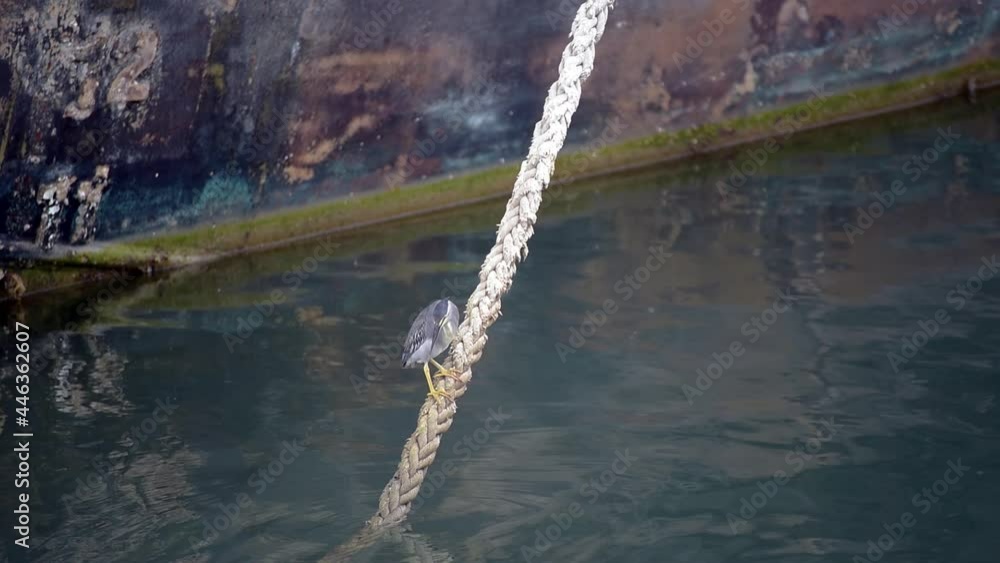 A bird perched on a rope to look for fish A bird perched on a rope to look for fish