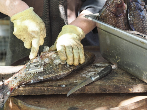 Raw freshwater fish crucian carp on a kitchen cutting board with knives prepared for cleaning.Russian river fish. photo