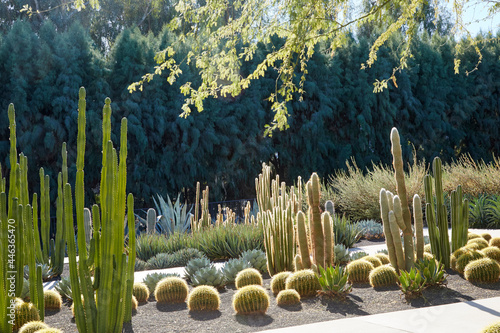 Cactus garden with a variety of cactus and the sun back lighting the plants photo