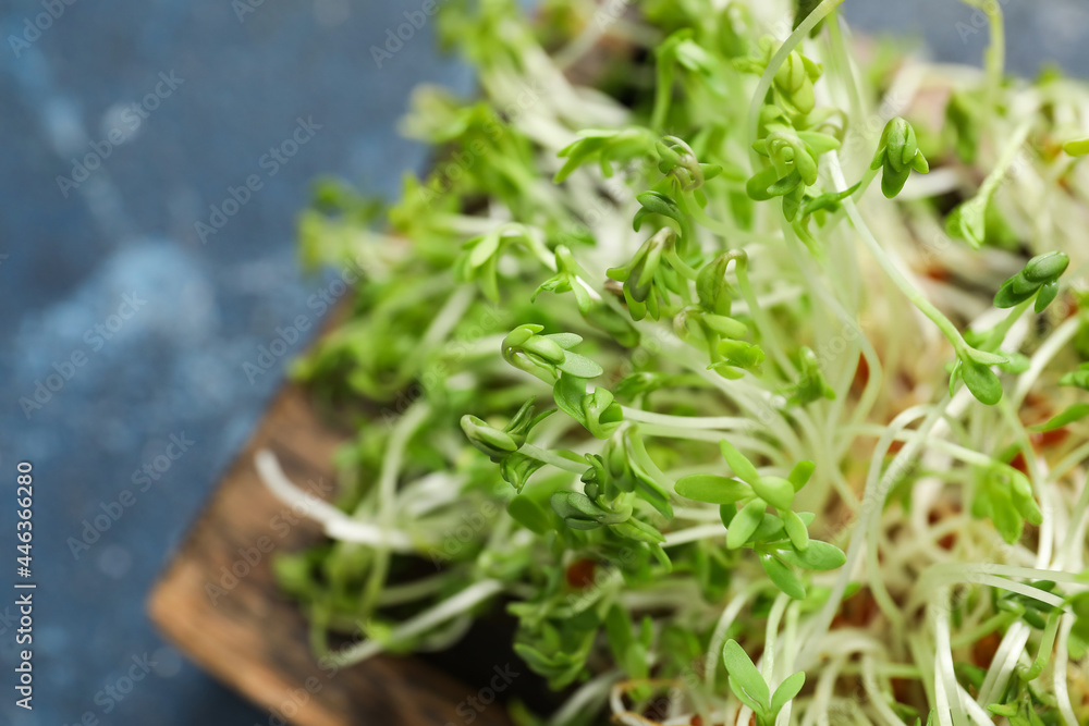 Wooden board with fresh micro green on color background, closeup Wooden board with fresh micro green on color background, closeup