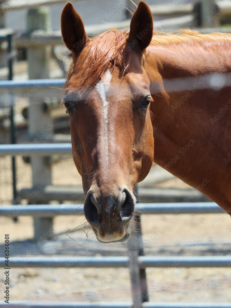 Fototapeta premium portrait of a horse