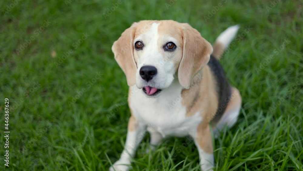 Portrait of beagle on the backyard. Cute Puppy walking on the grass nature background. Dog and pets concept.
Portrait of beagle on the backyard. Cute Puppy walking on the grass nature background. Dog and pets concept.