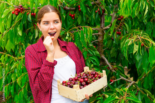 Quadro su tela Cheerful girl tasting red ripe sweet cherry in farm fruit garden on sunny day du