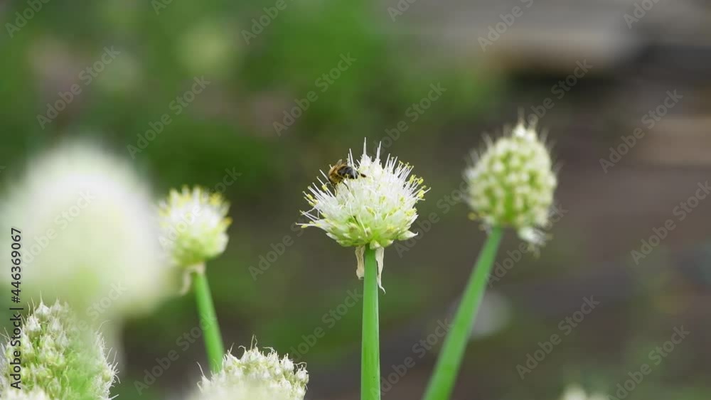 Bee and flower. Close up of a striped bee collecting pollen on onion flower in the meadow. Summer and spring backgrounds Bee and flower. Close up of a striped bee collecting pollen on onion flower in the meadow. Summer and spring backgrounds