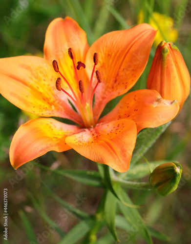 big Orange lilium flower blossom in summer