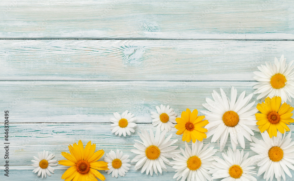 Obraz premium Chamomile flowers background. Garden daisy