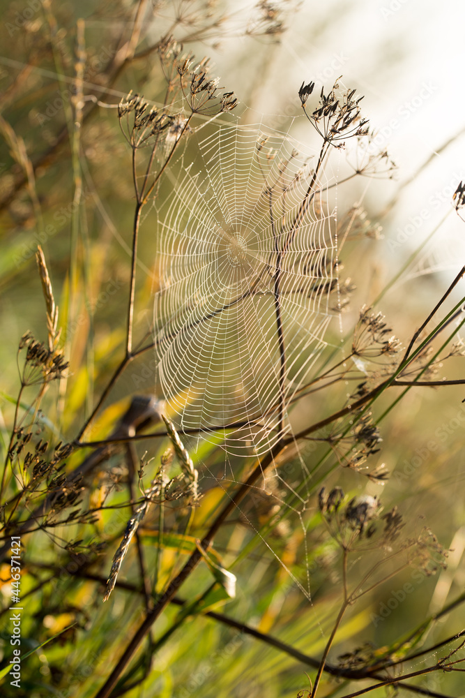 Cobweb and spider in the early morning on the grass