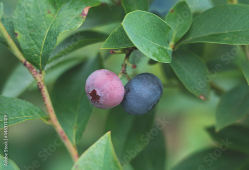 Close-up of blueberry fruit on a tree.