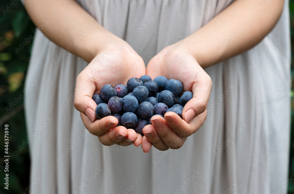 Close-up of a handful of fresh blueberries.. Close-up of a handful of fresh blueberries..