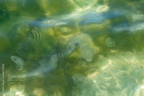 Natural abstract water texture with transparent silhouettes of Aurelia aurita jellyfish. Green-beige-white aqua pattern