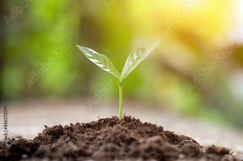 Small trees growing on a pile of soil with blurred background nature and sunlight, nature conservation concept, love the environment, growing business.