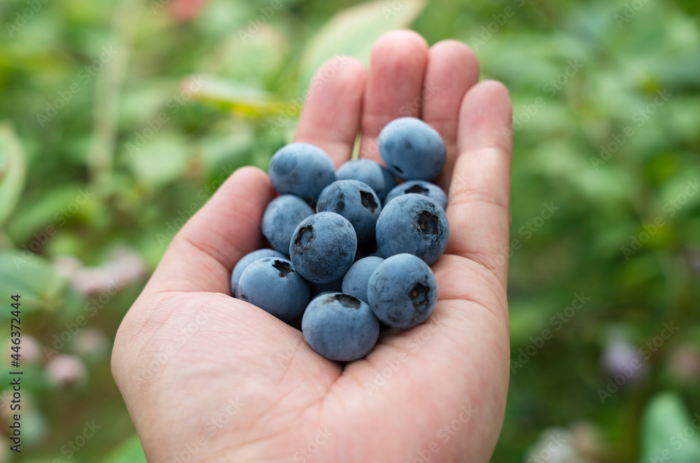 Close-up of a handful of fresh blueberries.. Close-up of a handful of fresh blueberries..